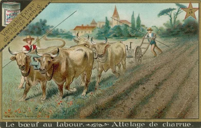 Ochsen ziehen einen Pflug