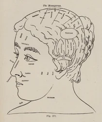 Phrenologie, Eine Managerin (Lithografie)