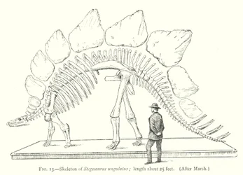 Skelett von Stegosaurus ungulatus