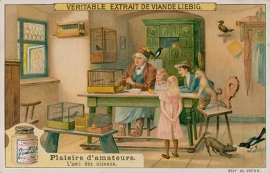 Der Amateur-Vogelzüchter