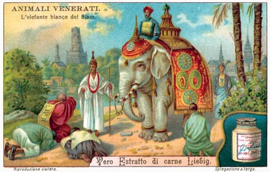 Der weiße Elefant von Siam