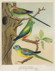 Türkis-Sittich, Vielbunter Sittich, Männchen, Weibchen (Farblithografie)