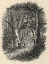 Eine Ecke des Waldes von Fontainebleau (Gravur)