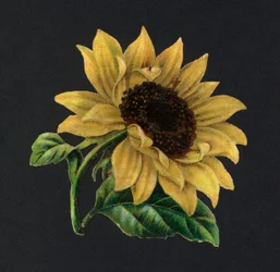 Viktorianische Schnipsel: Sonnenblume