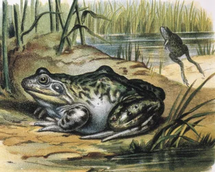 Ochsenfrosch. Ranidae Amphibie. Gravur nach einem Gemälde von F. Padro.
