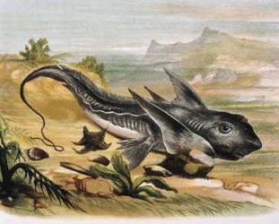 Chimäre (Chimaera arctica) Gravur nach einer Zeichnung von F. Padro. Gravur