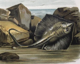 Gewöhnlicher Stechrochen (Trygon pastinaca)