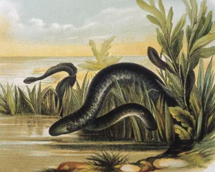 Gravur nach einer Zeichnung von F. Padro