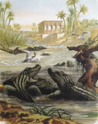 Gravur nach einer Zeichnung von F. Padro.