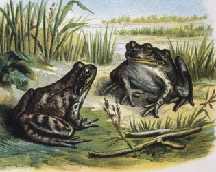 Europäischer Grasfrosch. Amphibien. Gravur nach einer Zeichnung von F. Padro. Gravur