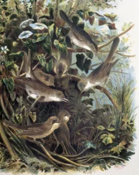 Gruppe von Dorngrasmücken. Gravur nach einer Zeichnung von F. Padro. Gravur