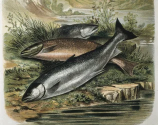 Lachse. Gravur nach einer Zeichnung von F. Padro. Gravur