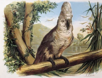 Weißer Kakadu. Gravur nach einer Zeichnung von F. Padro