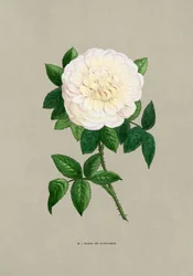Rose Marie De Saint Jean