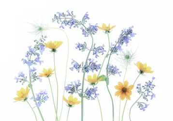 Blüten auf einer wilden Wiese