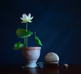 Zen-Stillleben mit Lotusblume