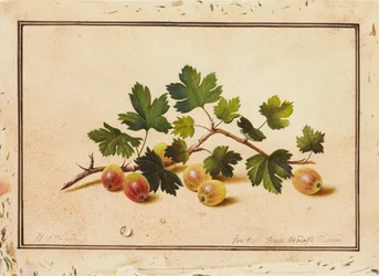 Stachelbeeren, 1818