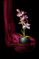 Elegante Rosa Orchidee