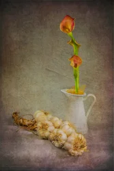 Rustikale Knoblauch Calla-Lilien