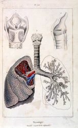 Anatomische Illustration von F. E. Guerin. Aus Dictionnaire pittoresque d