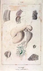 Anatomische Illustration von F. E. Guerin. Aus Dictionnaire pittoresque d