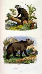 Botanische und zoologische Illustration von F. E. Guerin. Aus Dictionnaire pittoresque d