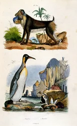 Botanische und zoologische Illustration von F. E. Guerin. Aus Dictionnaire pittoresque d