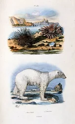 Botanische und zoologische Illustration von F. E. Guerin. Aus Dictionnaire pittoresque d
