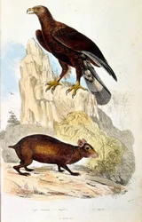 Botanische und zoologische Illustration von F. E. Guerin. Aus Dictionnaire pittoresque d
