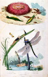 Botanische und zoologische Illustration von F. E. Guerin. Aus Dictionnaire pittoresque d
