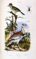 Botanische und zoologische Illustration von F. E. Guerin. Aus Dictionnaire pittoresque d