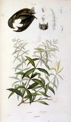Botanische und zoologische Illustration von F. E. Guerin. Aus Dictionnaire pittoresque d