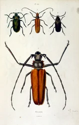 Botanische und zoologische Illustration von F. E. Guerin. Aus Dictionnaire pittoresque d