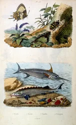 Botanische und zoologische Illustration von F. E. Guerin. Aus Dictionnaire pittoresque d