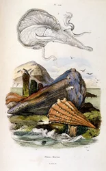 Botanische und zoologische Illustration von F. E. Guerin. Aus Dictionnaire pittoresque d