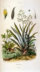 Botanische und zoologische Illustration von F. E. Guerin. Aus Dictionnaire pittoresque d