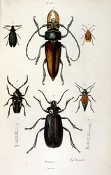 Botanische und zoologische Illustration von F. E. Guerin. Aus Dictionnaire pittoresque d