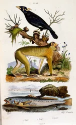 Botanische und zoologische Illustration von F. E. Guerin. Aus Dictionnaire pittoresque d