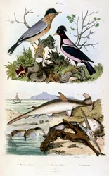 Botanische und zoologische Illustration von F. E. Guerin. Aus Dictionnaire pittoresque d