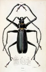 Botanische und zoologische Illustration von F. E. Guerin. Aus Dictionnaire pittoresque d