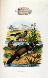 Botanische und zoologische Illustration von F. E. Guerin. Aus Dictionnaire pittoresque d