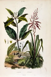 Botanische Illustration von F. E. Guerin. Aus Dictionnaire pittoresque d