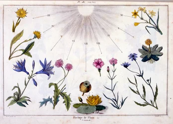 Botanische Illustration von F. E. Guerin. Aus Dictionnaire pittoresque d