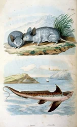 Chimären der Ordnung Chimaeriformes, informell bekannt als Geisterhaie, Rattenfische; Botanische und zoologische Illustration von F. E. Guerin. Aus Dictionnaire pittoresque d