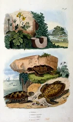 Schildkröten