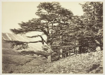Zedern des Libanon