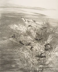 Roseaux et Sarcelles, 1882