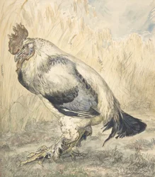 Der alte Hahn, ca. 1882.