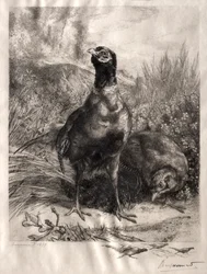 Die Fasane, 1899