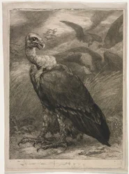 Geier, 1904.